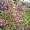 Salvia canariensis fleur